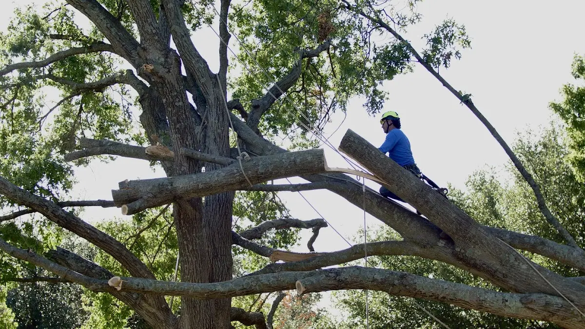Professional Crown Thinning performed by certified arborists in Rankin