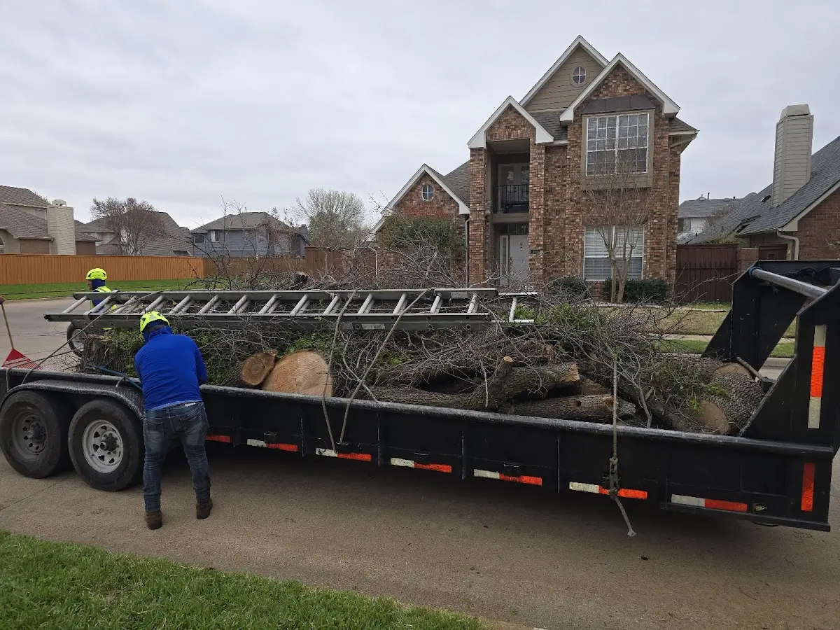 Expert Tree Removal with proper safety equipment in Rankin